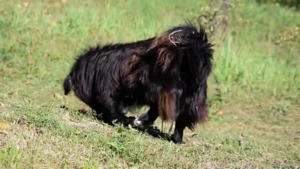 Perro Negro Con Cola Espesa Orina Luego Escapa — Vídeos de Stock