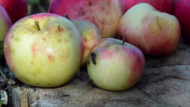 Σφήκα Και Μυρμήγκι Παλεύουν Για Ένα Κόκκινο Και Πράσινο Μήλο — Αρχείο Βίντεο