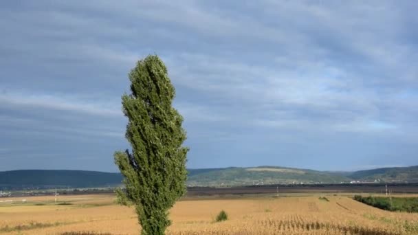 Vista Panorâmica Árvore Verde Mais Alta Perto Estrada Nacional Roménia — Vídeo de Stock