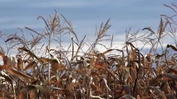 Gentle Breeze Blowing Romanian Corn Field Blue Sky — Vídeo de Stock