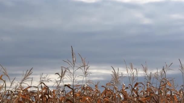 View Dramatic Sky Panning Cornfield Crop — Vídeo de Stock