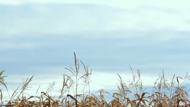 Вид Кукурудзяне Поле Камерою Панорамує Неба Обрізання — стокове відео