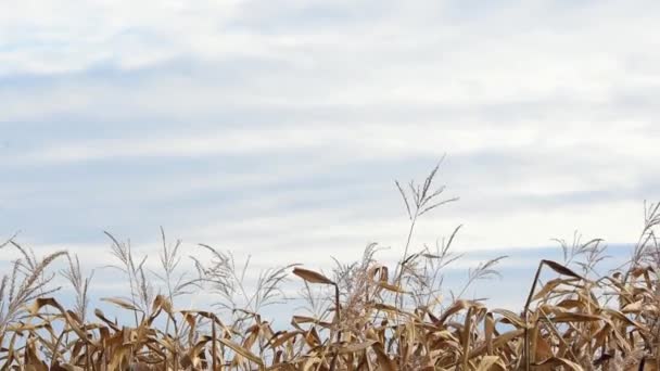 Tilt Shot Corn Field Romania — стоковое видео