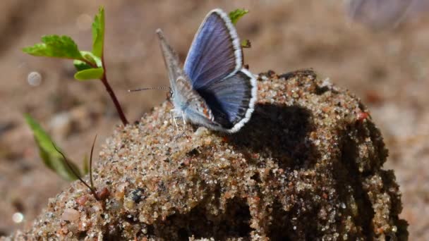 Group Stunningly Beautiful Gossamer Winged Male Butterflies Searching Food Pile — 图库视频影像