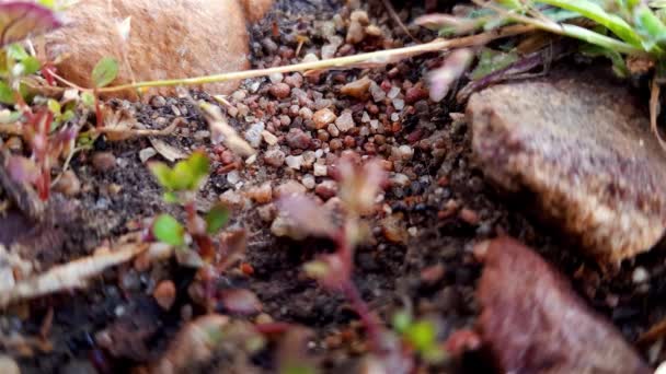 Hard Working Ants Carry Food Back Colony — Vídeo de Stock