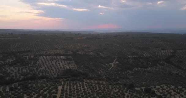 Aerial View Traditional Spanish Cottage Surrounded Olives — Stockvideo