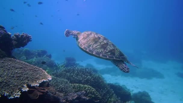 Schwimmende Grüne Schildkröte Über Korallengärten — Stockvideo