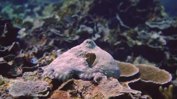 Folgen Sie Einem Oktopus Wie Auf Einem Korallenriff Schwimmt Seine — Stockvideo