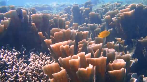 Camera Pans Coral Filled Sea Bottom — Stockvideo