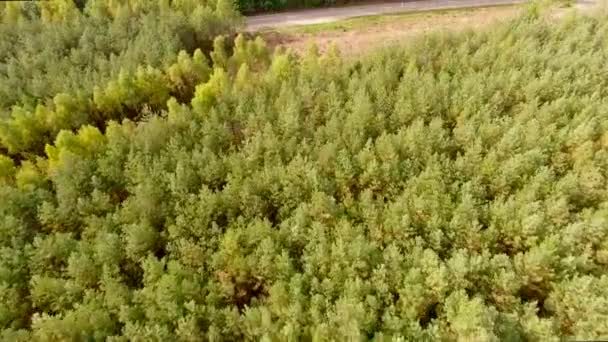 Forest Road Aerial Shot — Stock Video