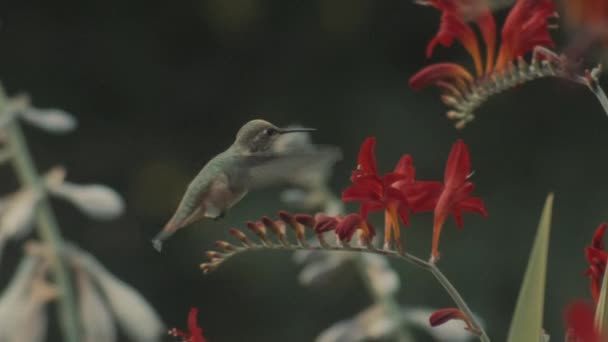 Tiny Hummingbird Flying Red Flowers Looks Camera Slowmotion — Videoclip de stoc