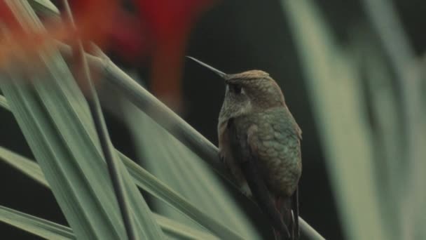 Hummingbird Sitting Grass Looking Camera Showing Tiny Tongue Slowmotion — Stock Video