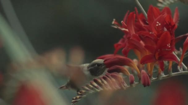 Hummingbird Flying Sucking Nectar Red Flowers Slowmotion — Wideo stockowe