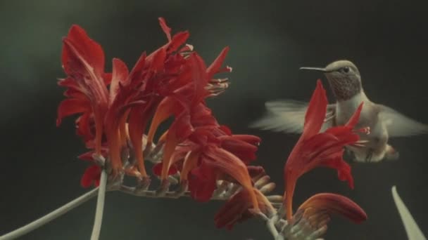 Close Macro Shot Hummingbird Eating Nectar Red Flowers Slowmotion — Stok video