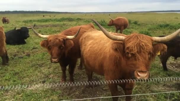 Closeup Highland Bulls Grazing Seaside Pasture — стоковое видео