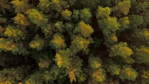 Aerial Drone View Forest Sunset — Stock Video