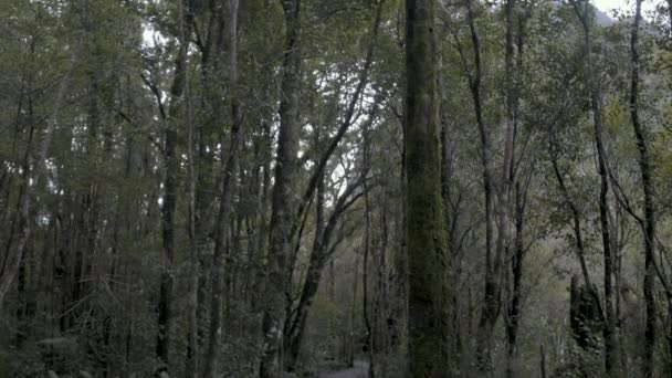 Panning Tiro Árvores Verdes Musgosas Uma Forrest Escuro Sombrio — Vídeo de Stock