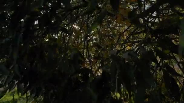 树叶在风中缓慢地运动 露出明亮的阳光 — 图库视频影像