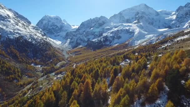 Aerial Shot Larch Trees Autumn Colors Swiss Alps Arolla Valais — Wideo stockowe