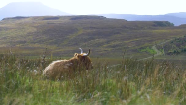 Hochlandrinder Sie Haben Lange Hörner Und Lange Gewellte Felle Die — Stockvideo