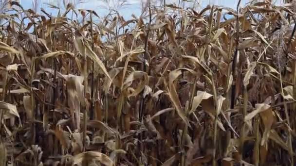 Сільському Саду Румунії Вирощують Кукурудзу Засипають Золотим Полем — стокове відео