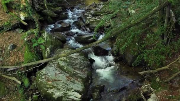 Drone Кран Постріл Гірської Річки Дерева Скелі Валуни Лісі Vintgar — стокове відео