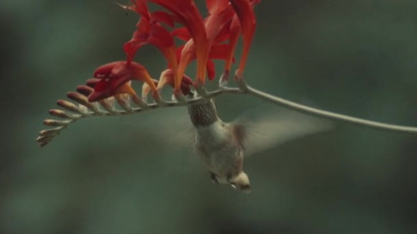 Hummingbird Captured Flying Feeding Red Flowers Lower Part Body — Stockvideo