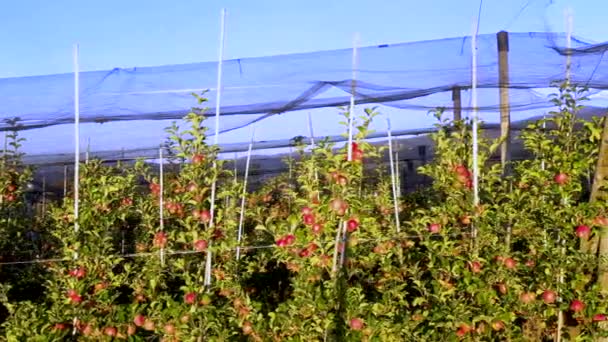 Apple Plantation Orchard Hail Net Protection Pan Shot Side Read — Stock Video