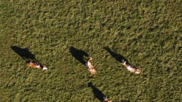 Katzenherde Weidet Auf Der Alm Luftaufnahmen Ländliche Szene Uhd Milchviehbetrieb — Stockvideo