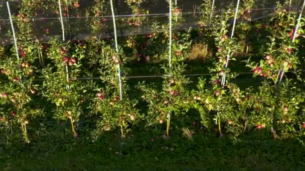 Apfelplantage Obstgarten Mit Hagelschutznetz Pfanne Von Der Seite Geschossen Bei — Stockvideo