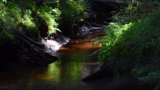 River Flowing Slowly Old Forest Mosquitos Flies Flying Ferns Swaying — Stockvideo