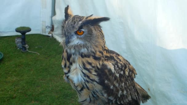 Owl Perch Wildlife Event Display — Vídeo de Stock