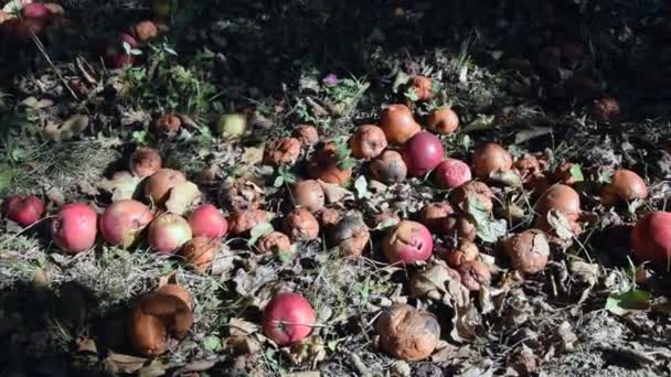 Broken Bruised Windfall Apples Ground — ストック動画