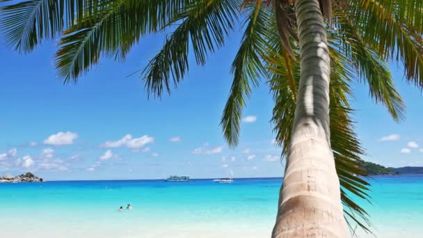 Beautiful Landscape Sea Ocean Beach Coconut Palm Tree White Cloud — Vídeo de Stock
