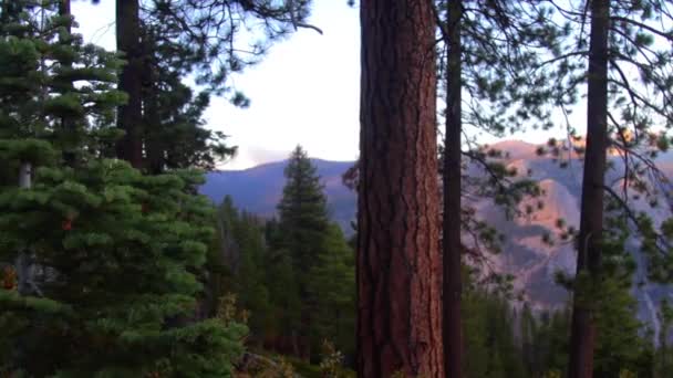 Forest Yosemite National Park Valley Background — Stock Video