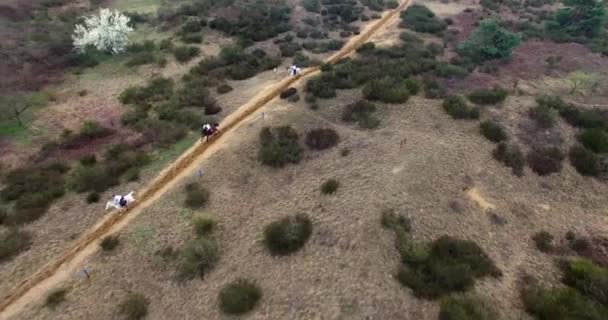 Aerial View Three Horses Racing Desert Environment — Video