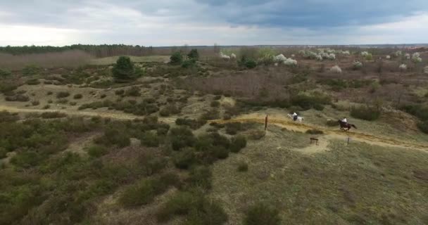 Aerial View Three Horses Racing Desert Environment — Stok video
