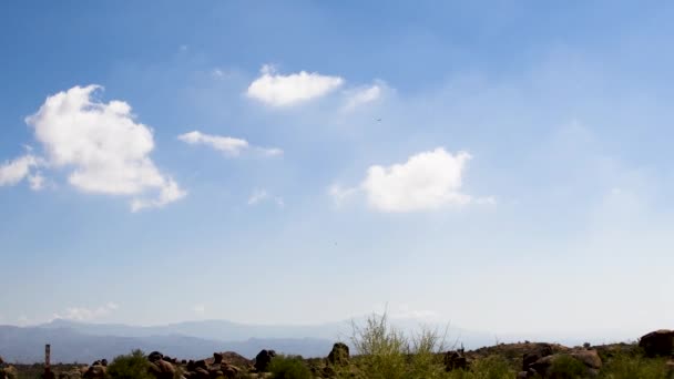 Distancia Los Halcones Vuelan Sobre Desierto Sonora — Vídeo de stock