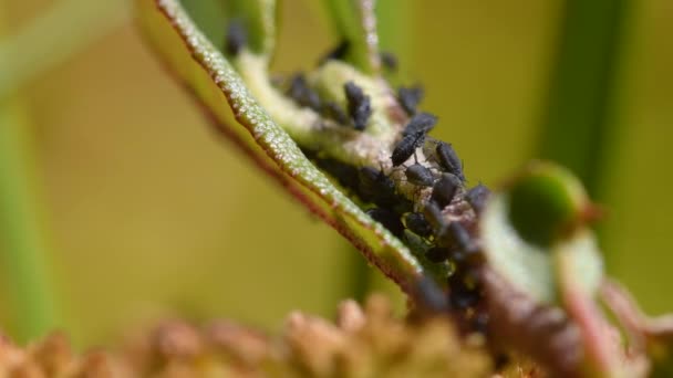 Zwarte Bladluizen Eten Een Plant Fins Moeras Nog Steeds Macro — Stockvideo