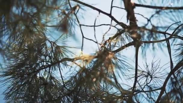 Het Lijkt Een Eikenboom Maar Dat Het Niet — Stockvideo