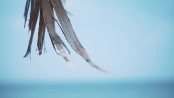 Branche Palmier Dattier Sur Une Des Plages Sable Locales Beyrouth — Video