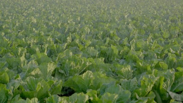 180 Fps Crops Being Watered Medium Shot — Video