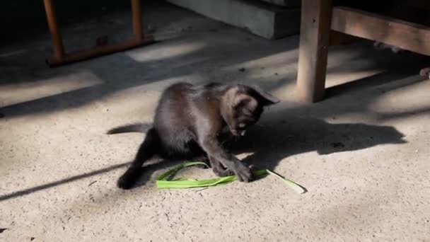 黑色小野猫单独和绿色草条玩耍 — 图库视频影像