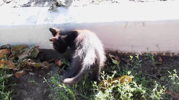 Feral Dziki Czarny Kotek Kopie Ogrodzie — Wideo stockowe