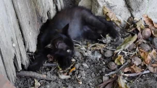 Feral Black Cat Lying All Alone — стоковое видео
