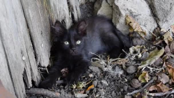 Small Black Feral Kitten Lies Next Fence Garden Looking Camera — Stock Video