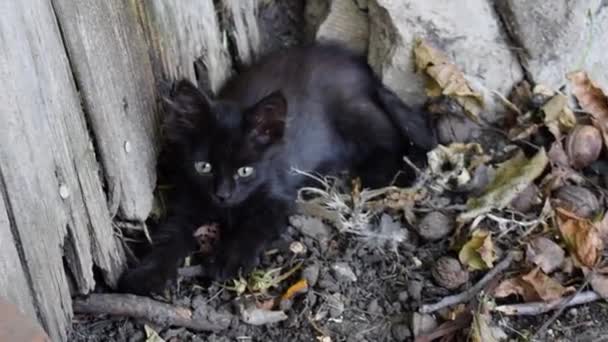 Small Feral Black Kitten Lies Alone Garden — Stockvideo