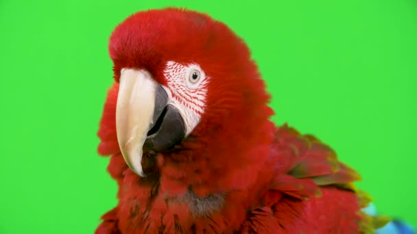 Kafası Kabarık Kırmızı Papağan Kameraya Bakar Kafasını Sallar Hayır Anlaşmazlık — Stok video