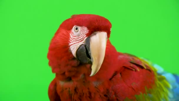 Primer Plano Cabeza Loro Guacamayo Rojo Con Cabeza Inclinada Tímida — Vídeo de stock