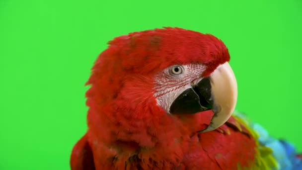 Papagaio Arara Vermelho Olha Para Câmera Balança Cabeça Não Desacordo — Vídeo de Stock